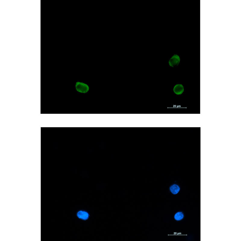 SNAP29 Rabbit mAb