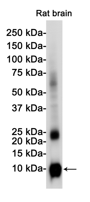Rabbit monoclonal antibody