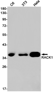 Rabbit monoclonal antibody