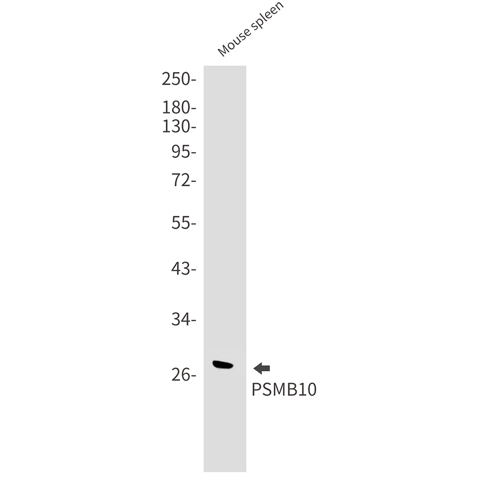 Rabbit monoclonal antibody