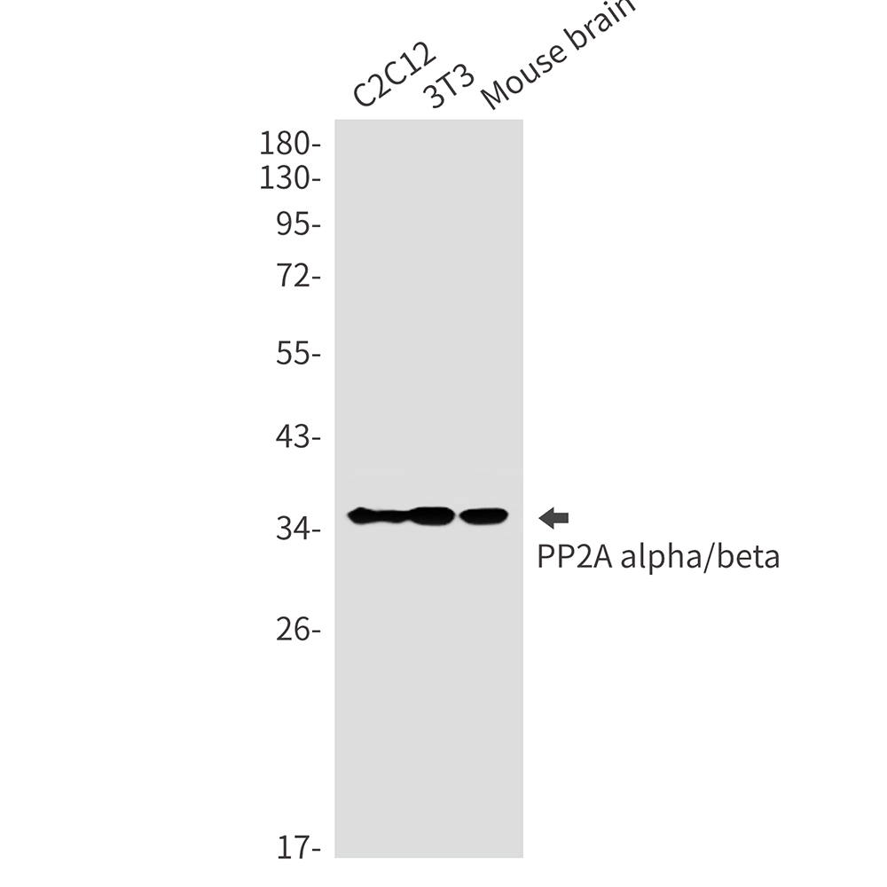 Rabbit monoclonal antibody