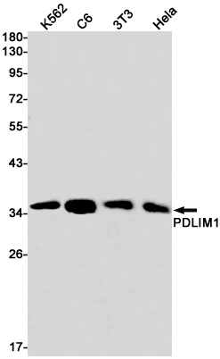 Rabbit monoclonal antibody