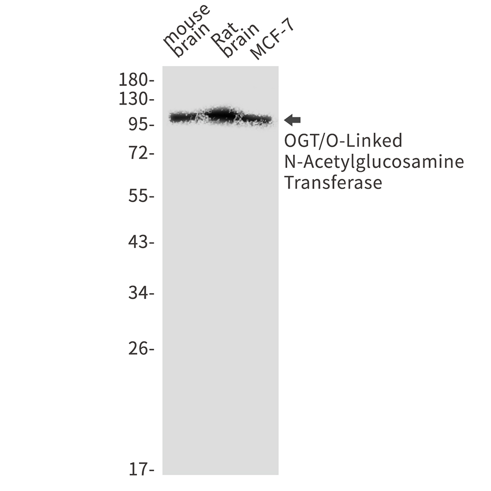 Rabbit monoclonal antibody