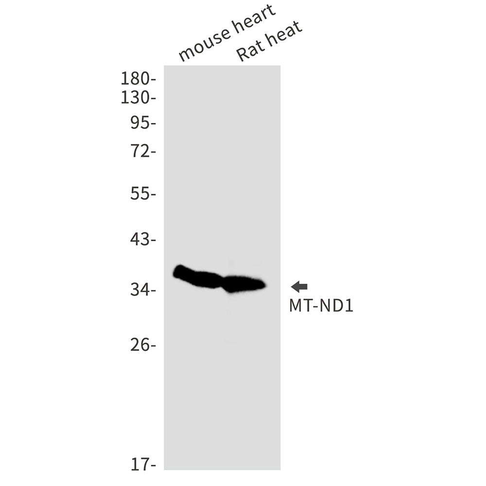 Rabbit monoclonal antibody