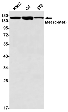 Rabbit monoclonal antibody