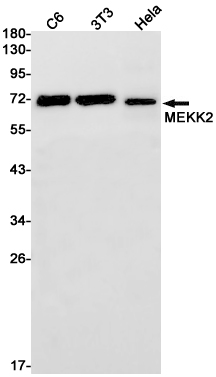 Rabbit monoclonal antibody