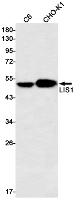 Rabbit monoclonal antibody