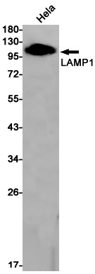 Rabbit monoclonal antibody
