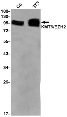 Rabbit monoclonal antibody