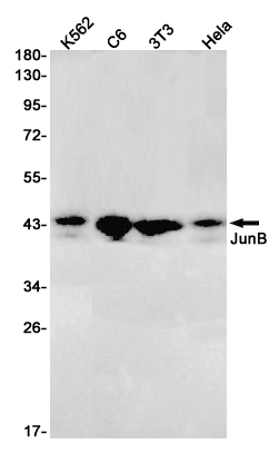 Rabbit monoclonal antibody