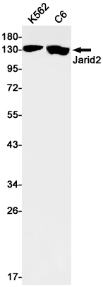 Rabbit monoclonal antibody