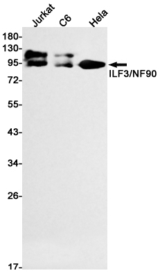 Rabbit monoclonal antibody