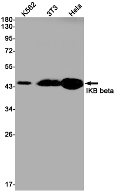 Rabbit monoclonal antibody