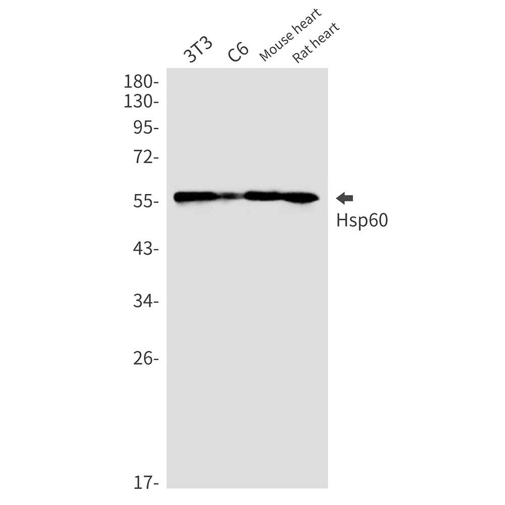 Rabbit monoclonal antibody