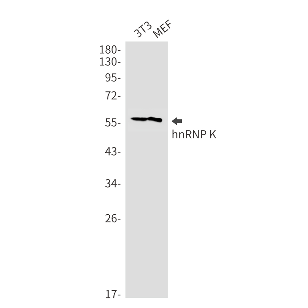 Rabbit monoclonal antibody