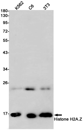 Rabbit monoclonal antibody