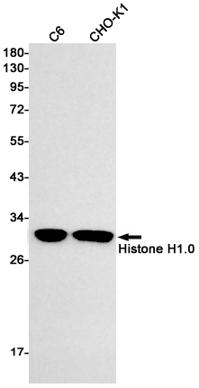Rabbit monoclonal antibody