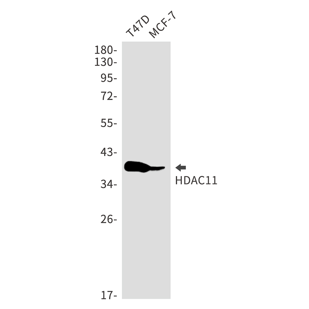 Rabbit monoclonal antibody