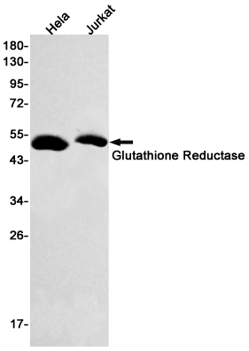 Rabbit monoclonal antibody