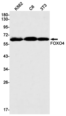 Rabbit monoclonal antibody