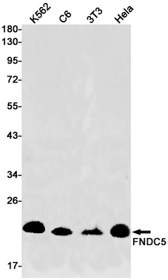 Rabbit monoclonal antibody