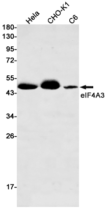 Rabbit monoclonal antibody