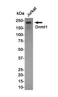 Rabbit monoclonal antibody