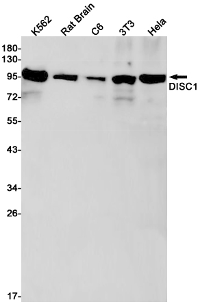 Rabbit monoclonal antibody