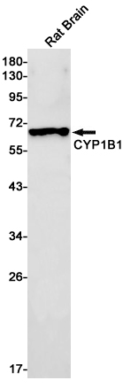 Rabbit monoclonal antibody
