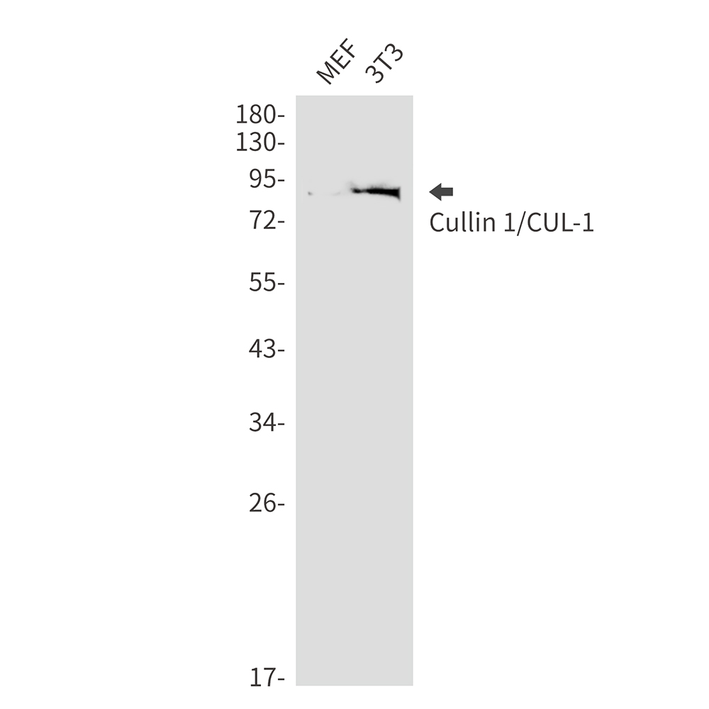 Rabbit monoclonal antibody