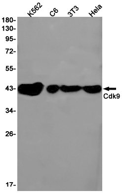 Rabbit monoclonal antibody