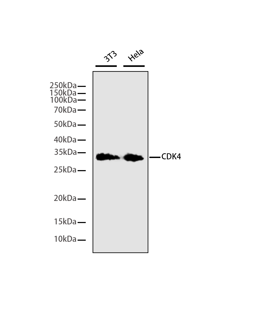 Rabbit monoclonal antibody