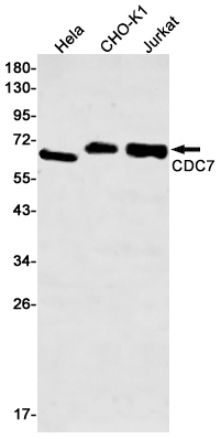 Rabbit monoclonal antibody