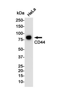 Rabbit monoclonal antibody