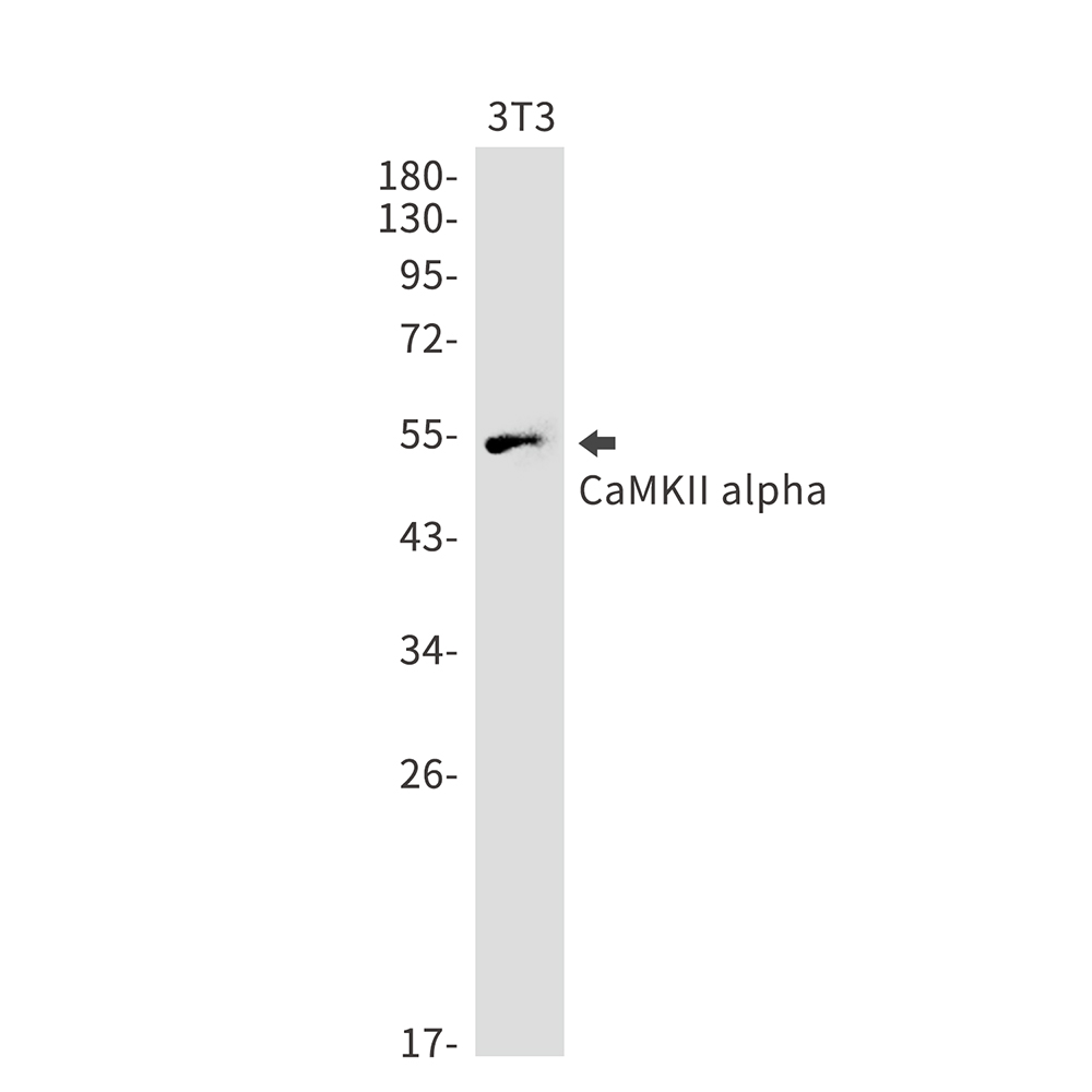 Rabbit monoclonal antibody