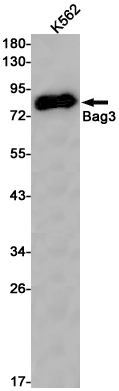 Rabbit monoclonal antibody