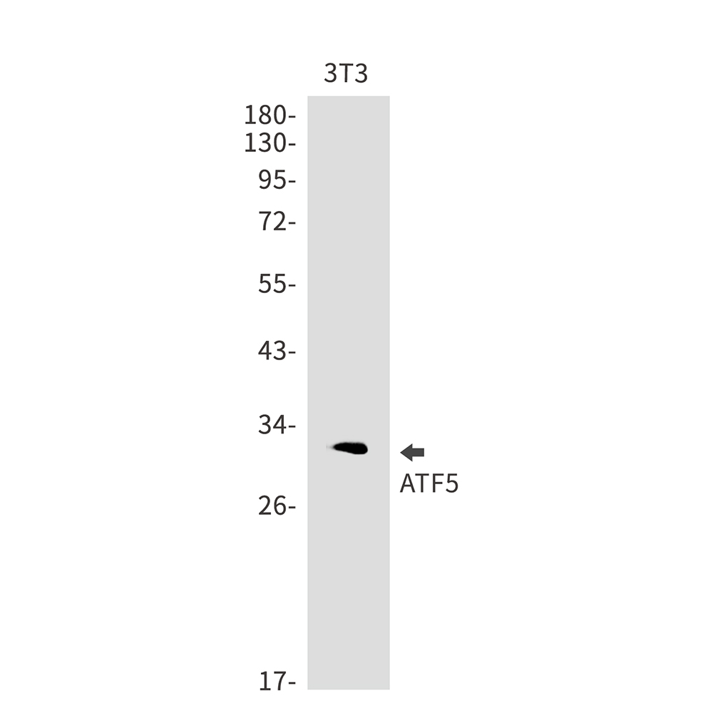 Rabbit monoclonal antibody