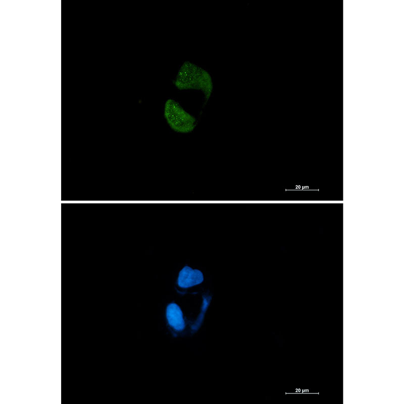 Rabbit monoclonal antibody