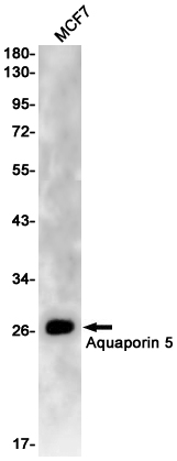 Rabbit monoclonal antibody