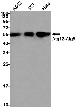 Rabbit monoclonal antibody