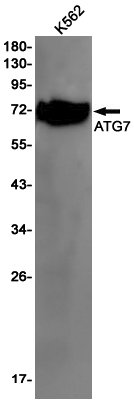 Rabbit monoclonal antibody