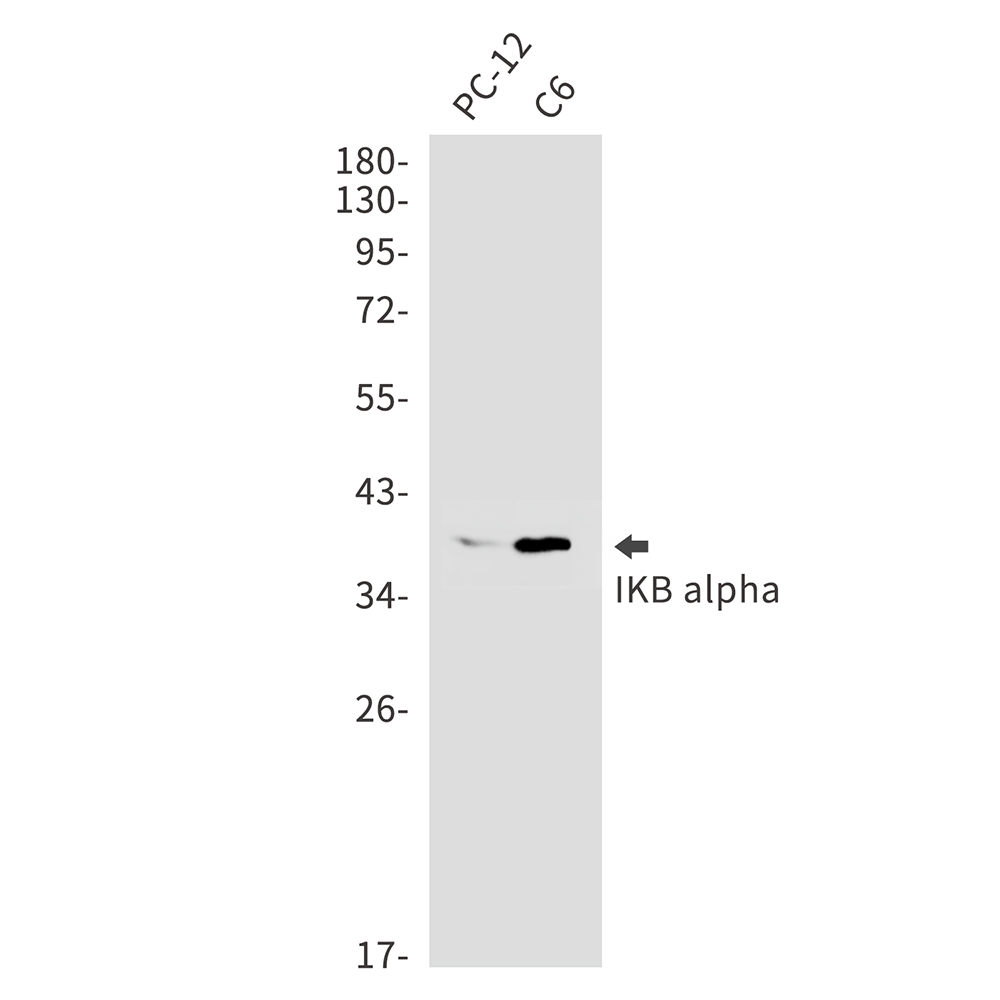 Rabbit monoclonal antibody