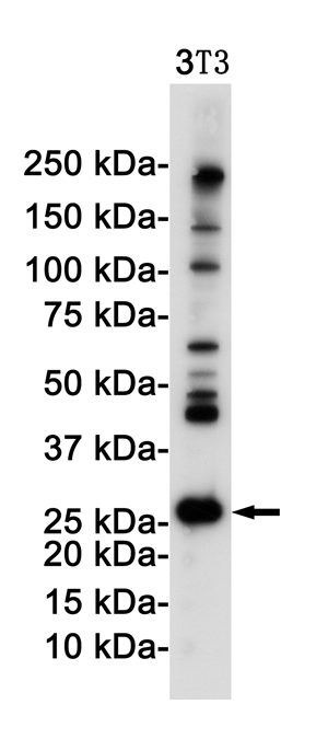 Rabbit monoclonal antibody