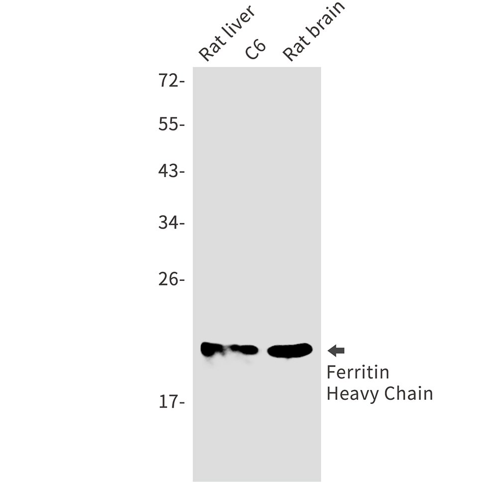 Rabbit monoclonal antibody