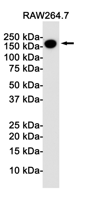 Rabbit monoclonal antibody