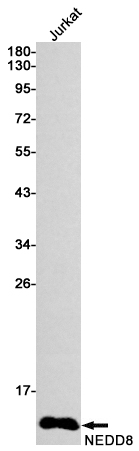 Rabbit monoclonal antibody