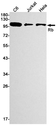 Rabbit monoclonal antibody