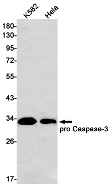 Rabbit monoclonal antibody