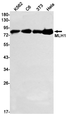 Rabbit monoclonal antibody