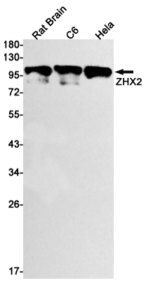 Rabbit monoclonal antibody